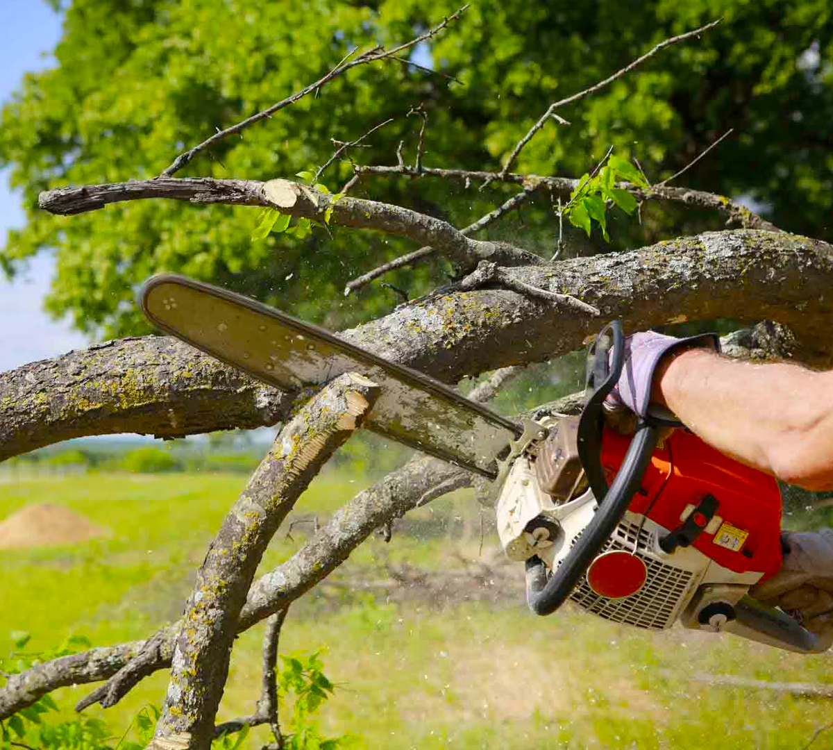 Tree Trimming and Tree Care Services